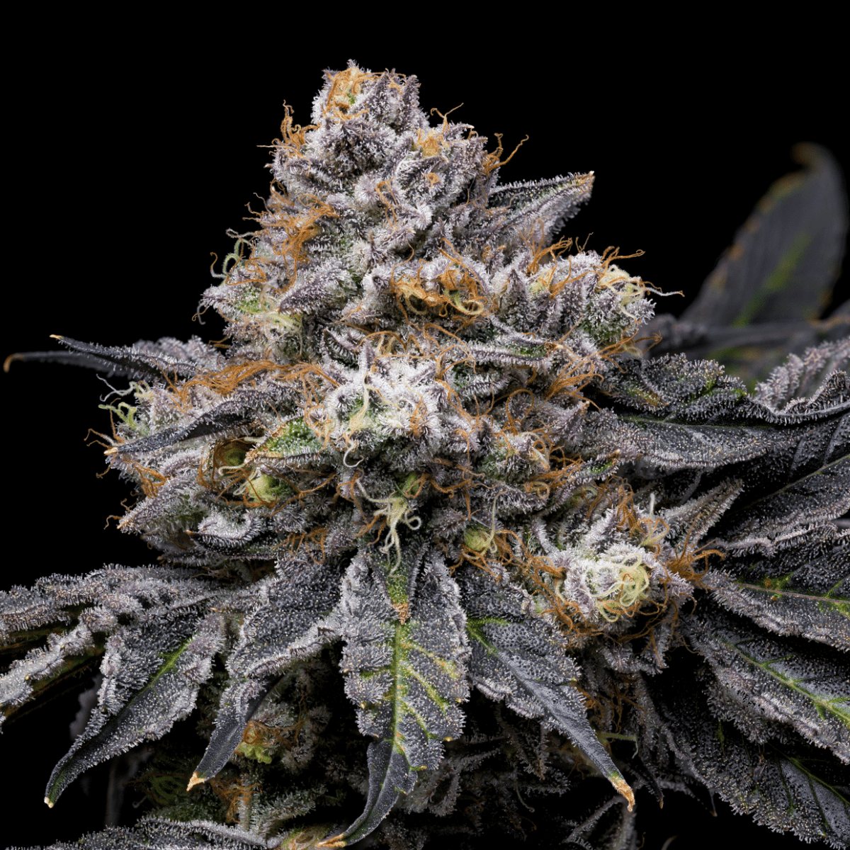 Permanent Marker seeds