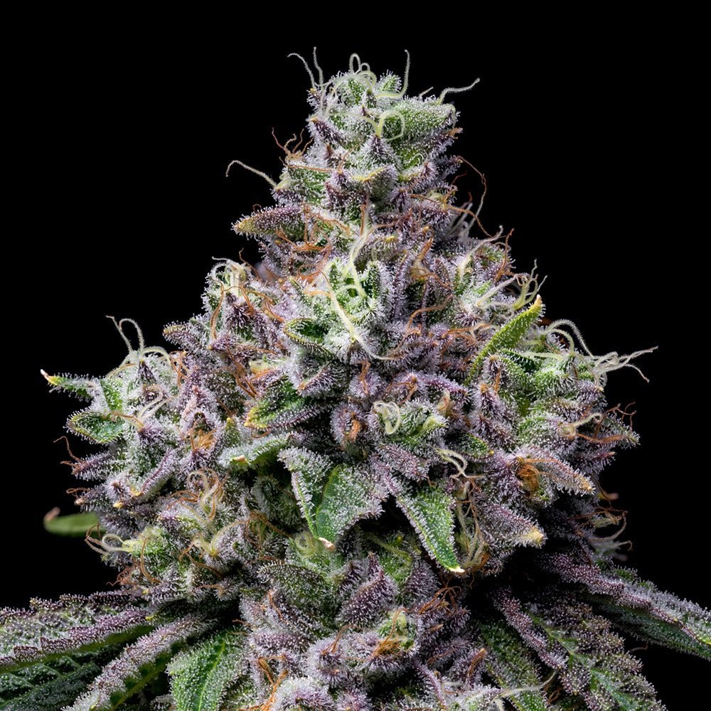 Pink Runtz Seeds - Premium Cultivars