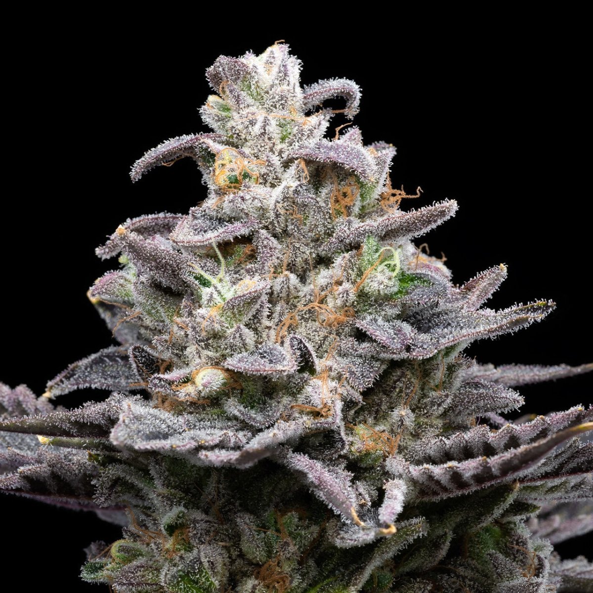Close up of a cannabis cola of the Pluto strain. The bud is packed with trichomes.