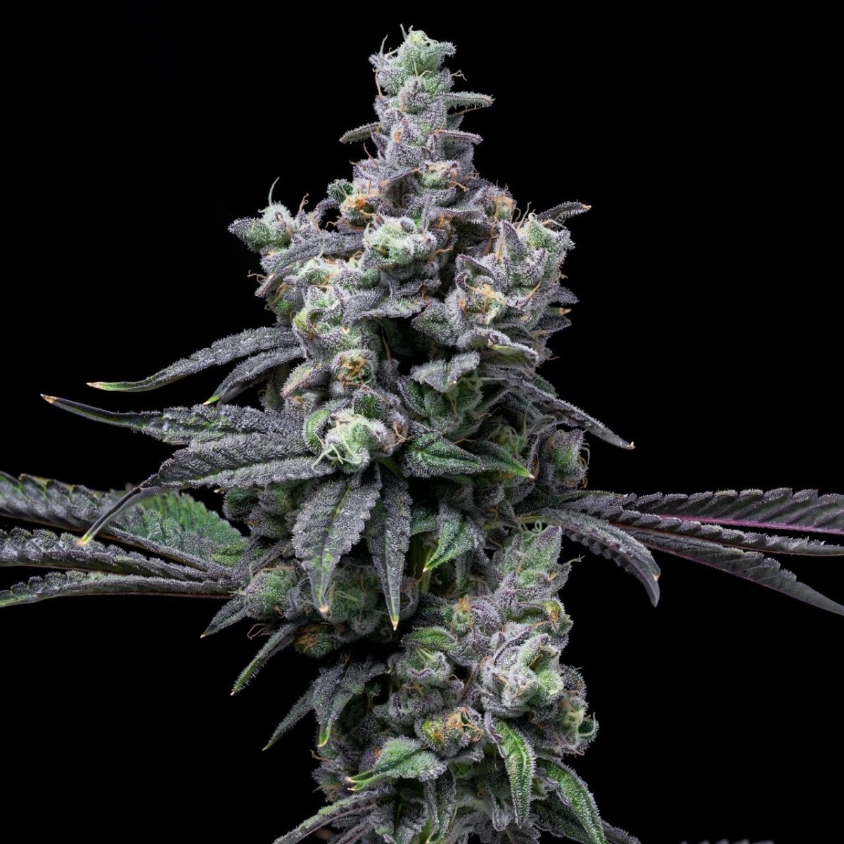 🎁 Pure Michigan Auto Seeds (100% off) - Premium Cultivars