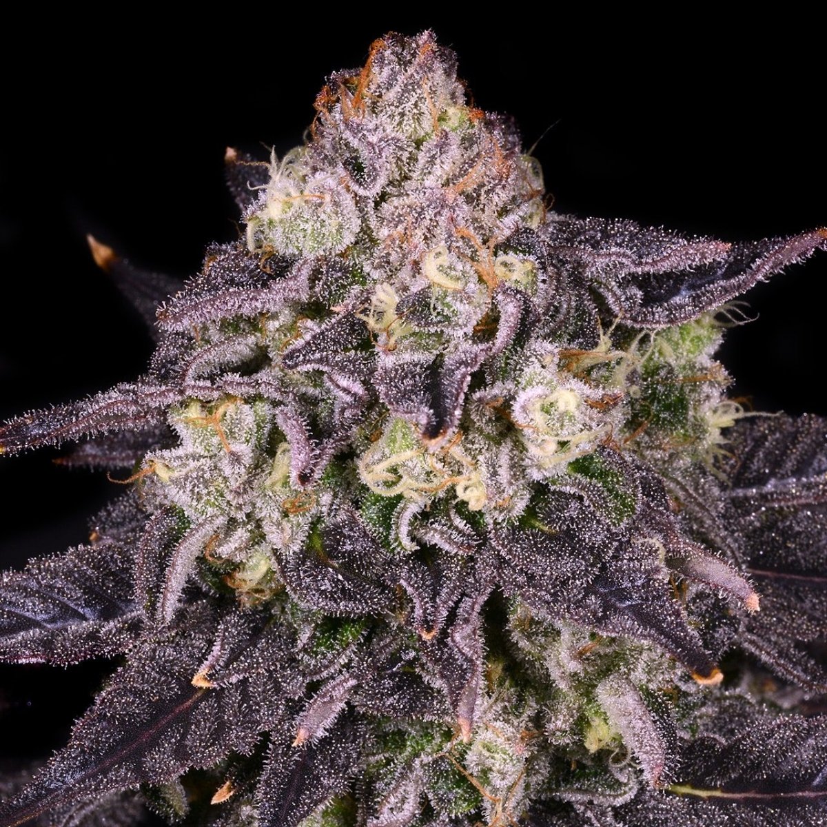🎁 Purple Mountain Majesty Seeds (100% off) - Premium Cultivars