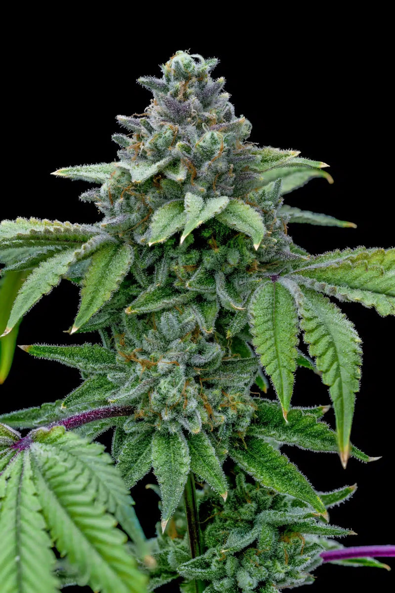 Santa Maria Auto Seeds - Premium Cultivars