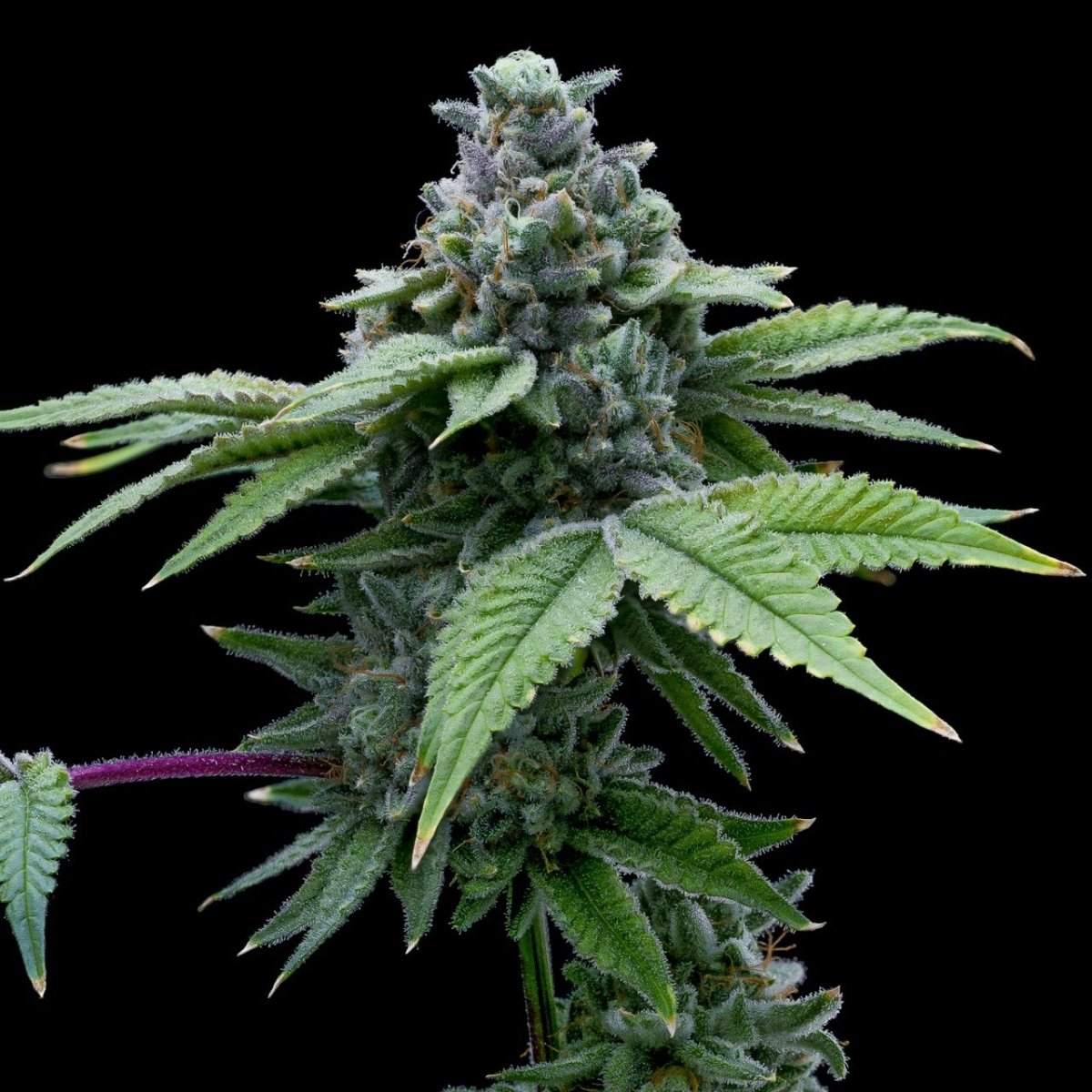 Santa Maria Plant