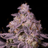 π Sherblato Seeds (100% off)