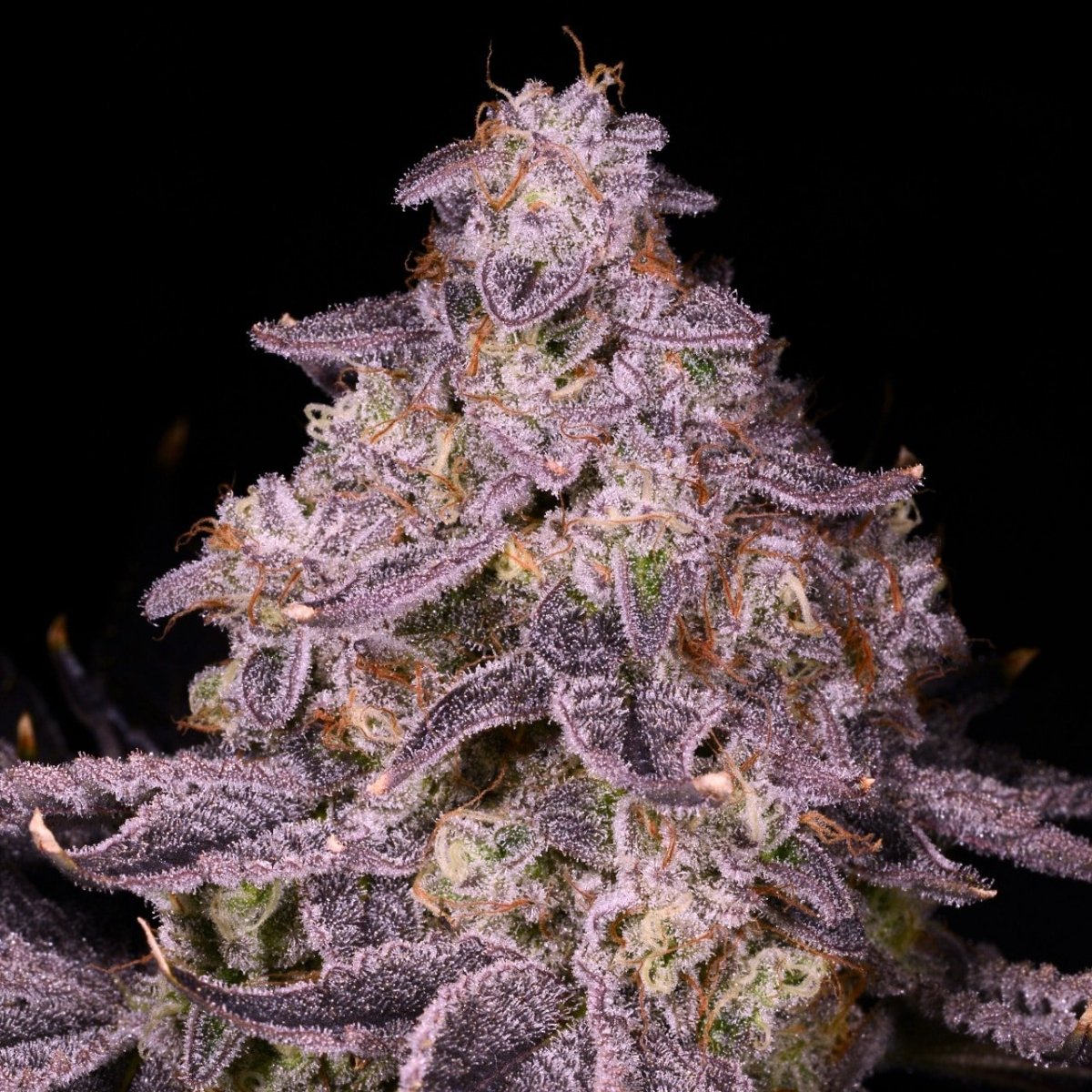 🎁 Sherblato Seeds (100% off) - Premium Cultivars