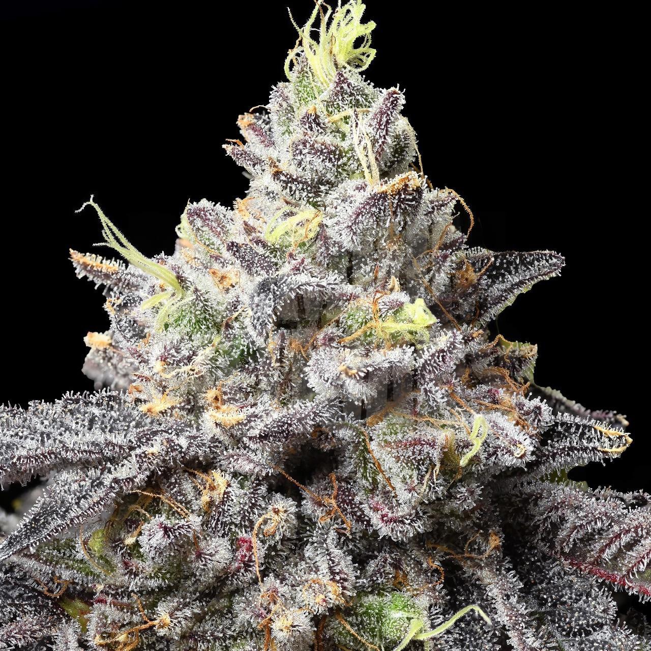 🎁 Snowman Seeds (100% off)