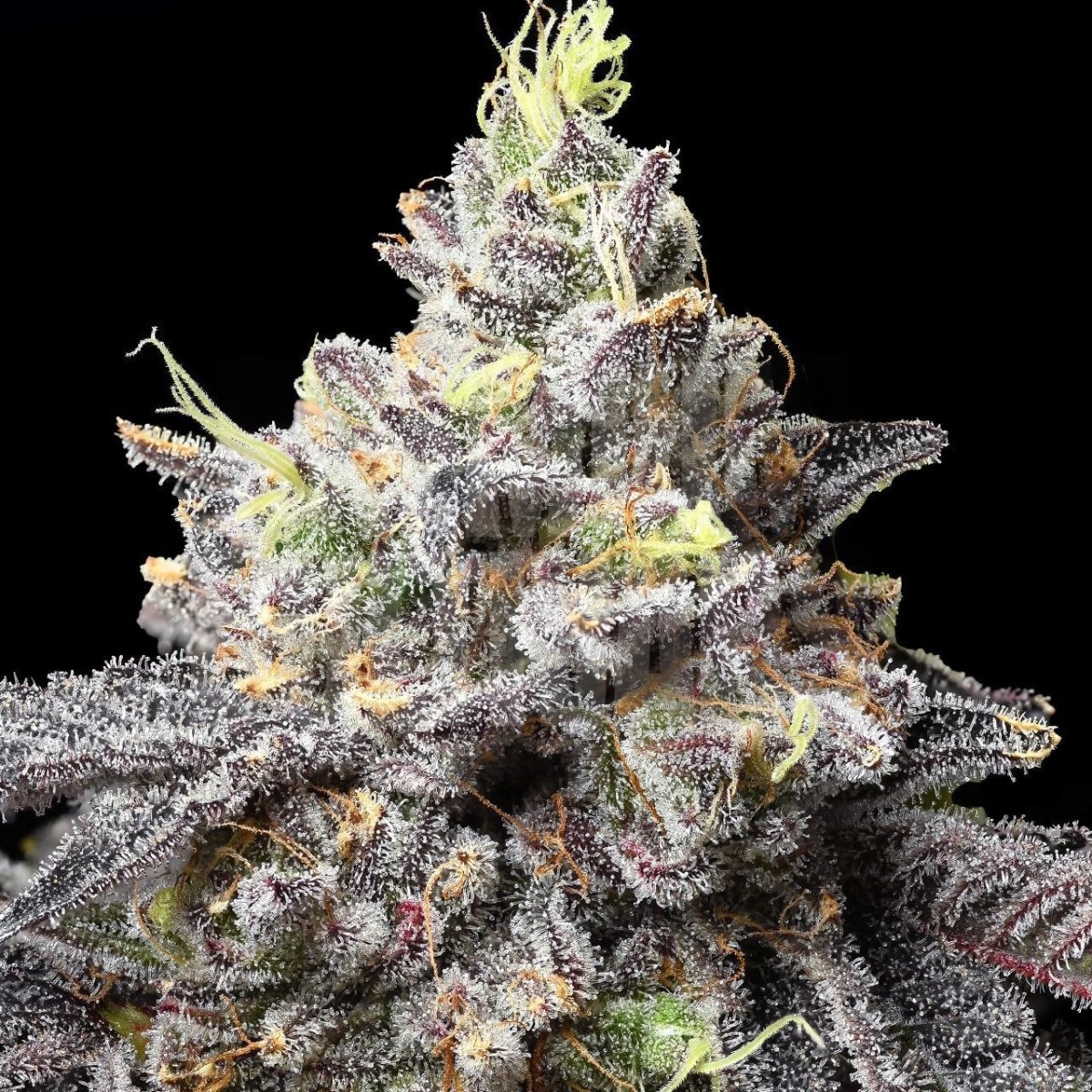 Snowman Seeds
