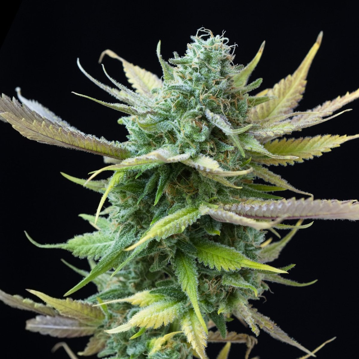 Sour Candy Seeds