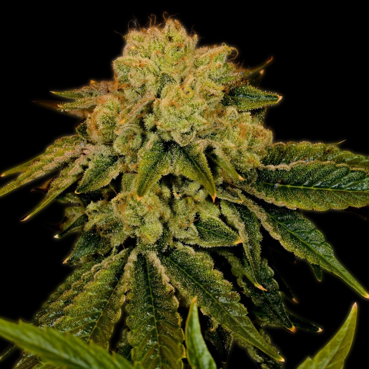 🎁 Space Cake Seeds (100% off) - Premium Cultivars