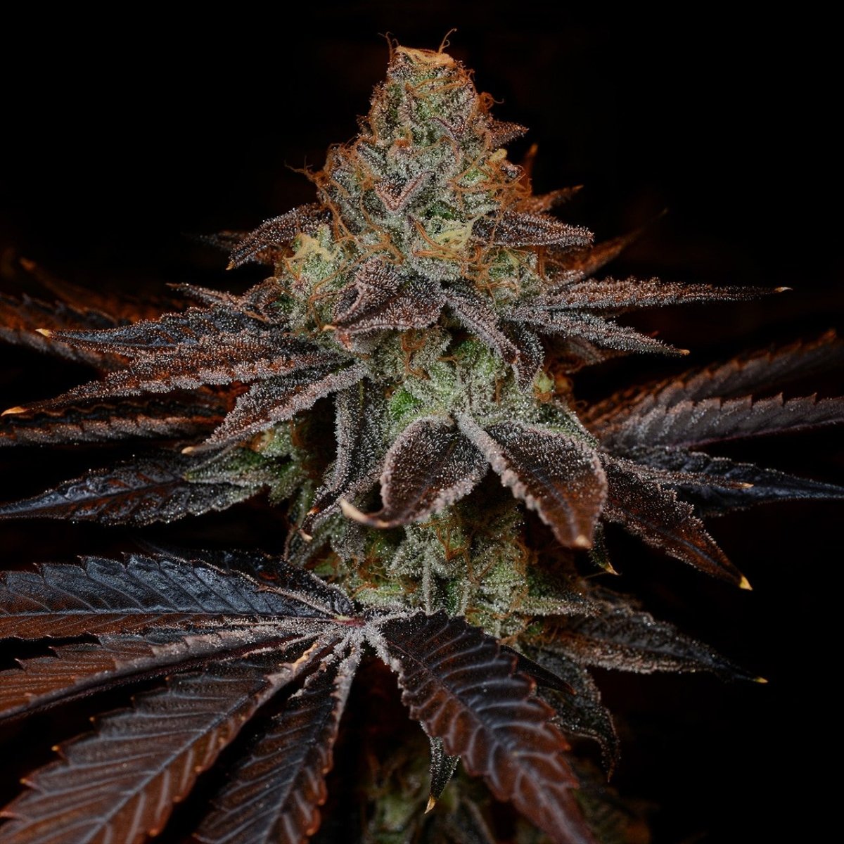 industrial plant strain seeds SS1 Strain Seeds – Premium Cultivars