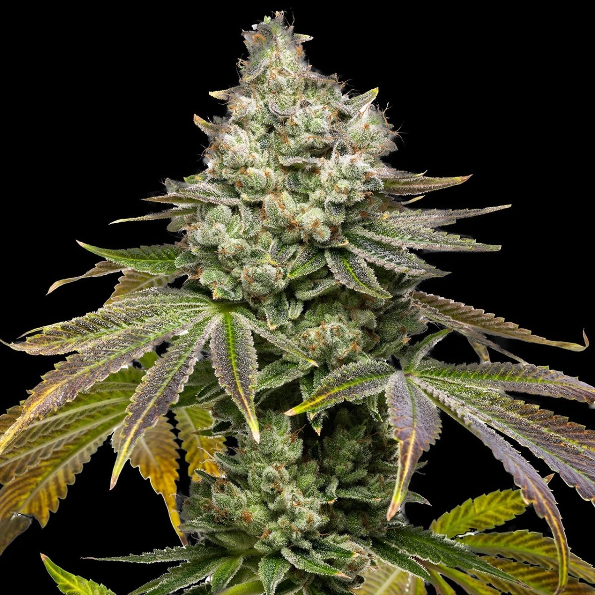 🎁 Sundae Driver Seeds (100% off) - Premium Cultivars