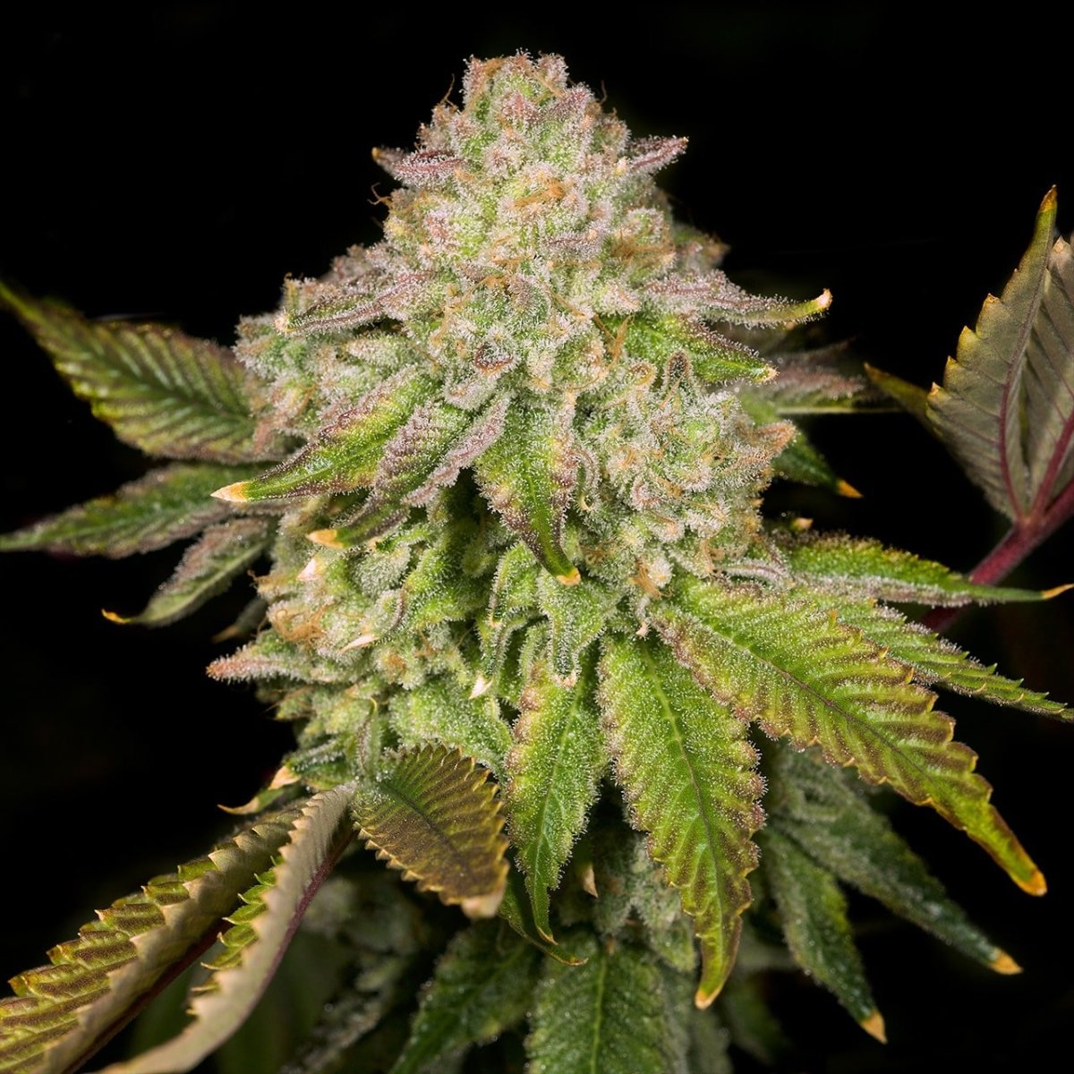 🎁 Super Boof Seeds (100% off) - Premium Cultivars