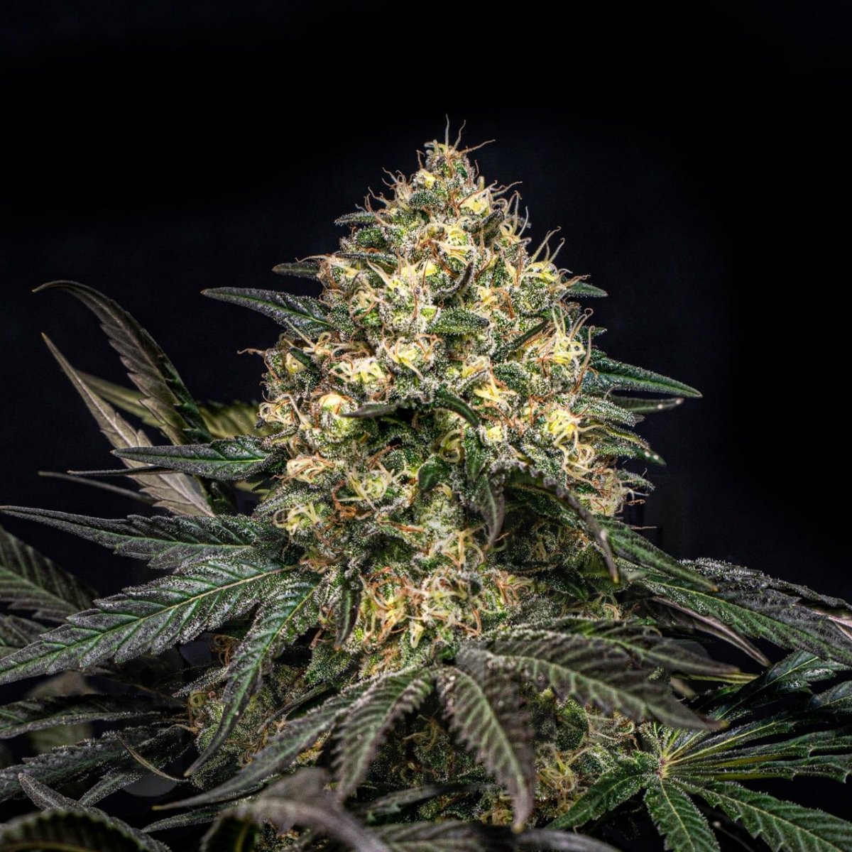 Super Glue Seeds