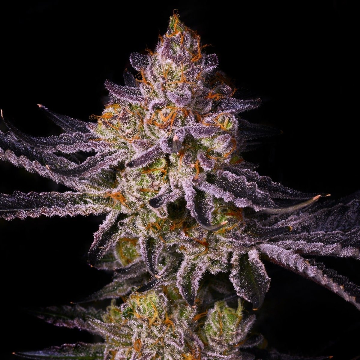 🎁 Tropicana Cherry Seeds (100% off) - Premium Cultivars