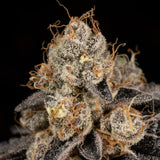 Tropicana Cookies Seeds