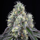 π Wedding Crasher Seeds (100% off)