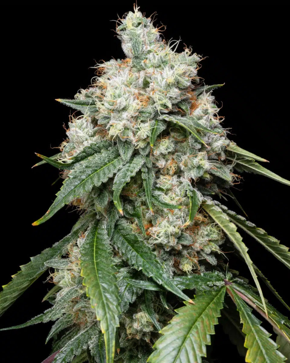Wedding Pie Seeds - Premium Cultivars