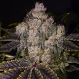 π Zkittlez Seeds (100% off)