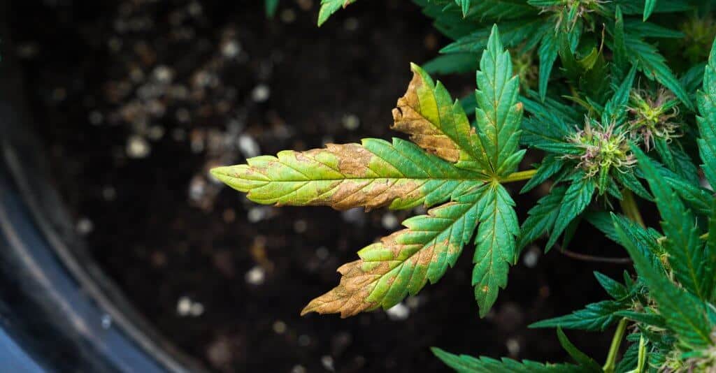 Discolored Cannabis Leaves