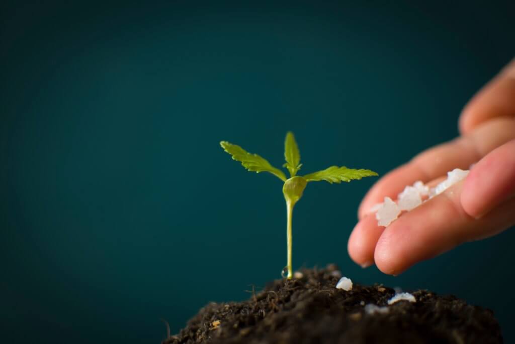 Feeding a smaller cannabis plant
