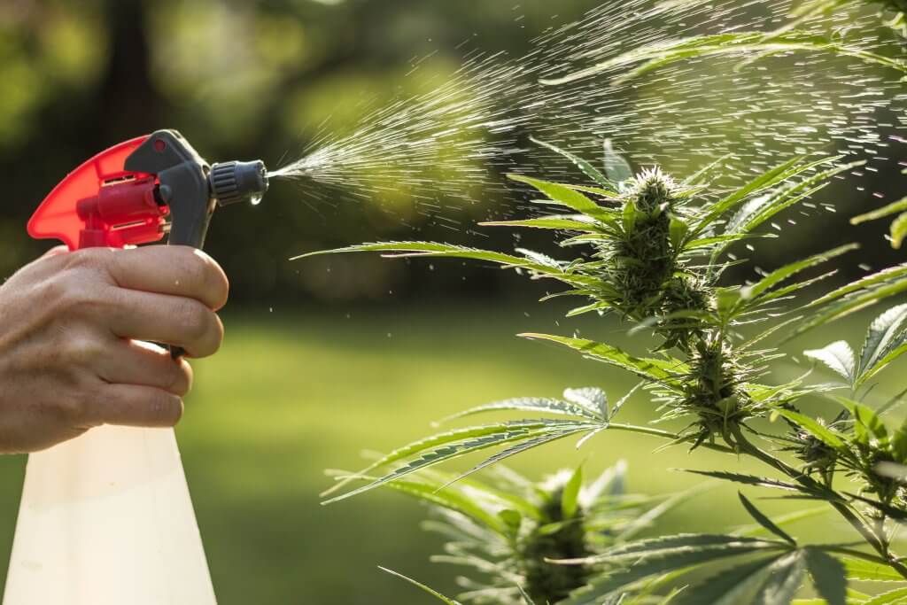 Watering cannabis