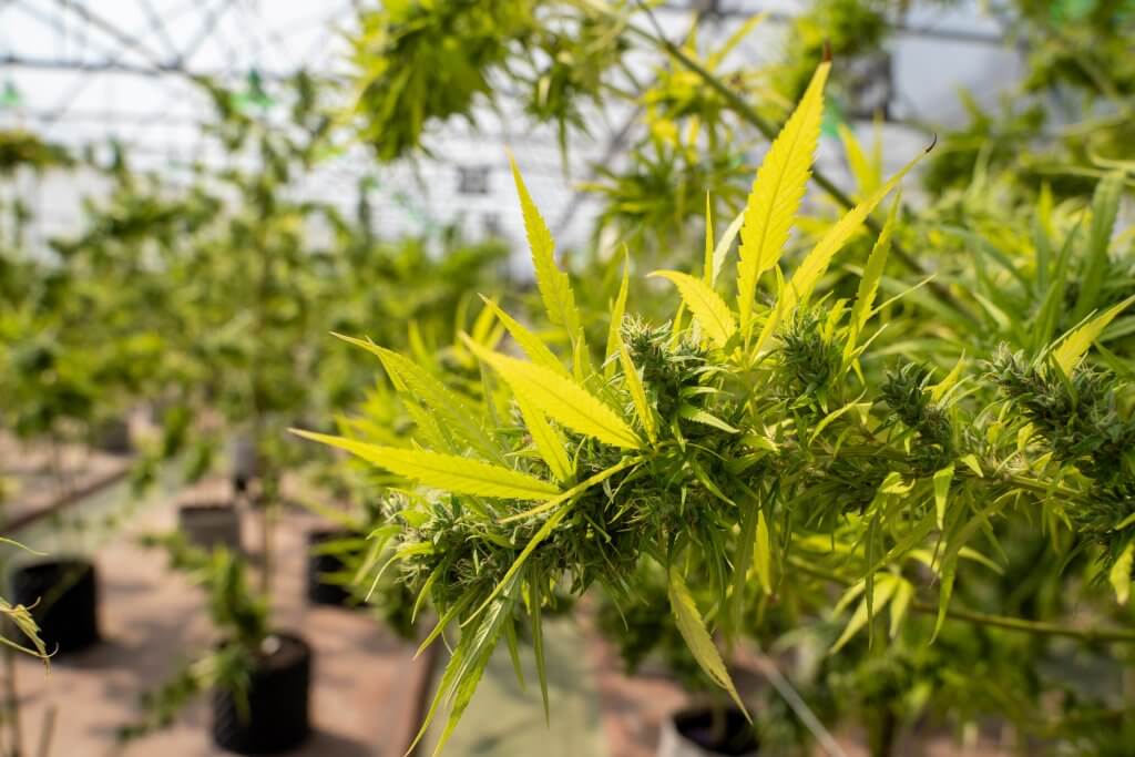 Cannabis fertigation in a greenhouse