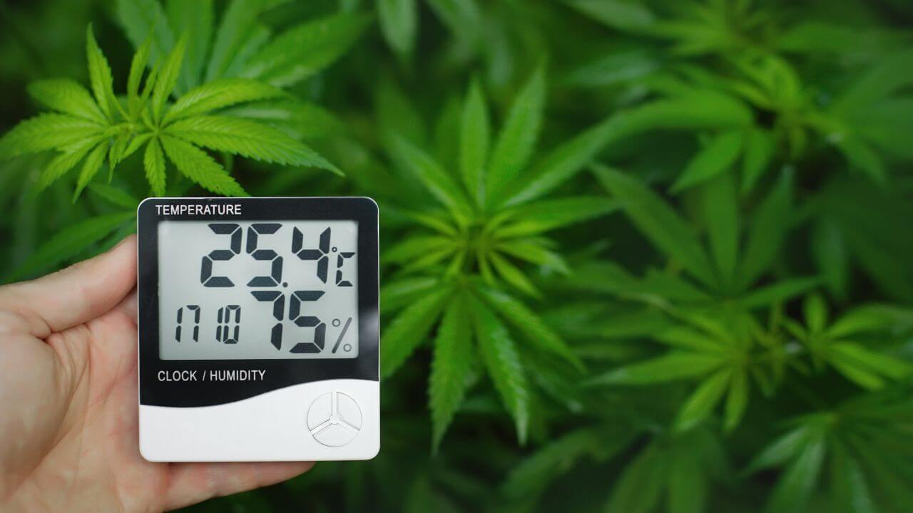 Thermometer and hygrometer for measuring temperature and humidity of cannabis