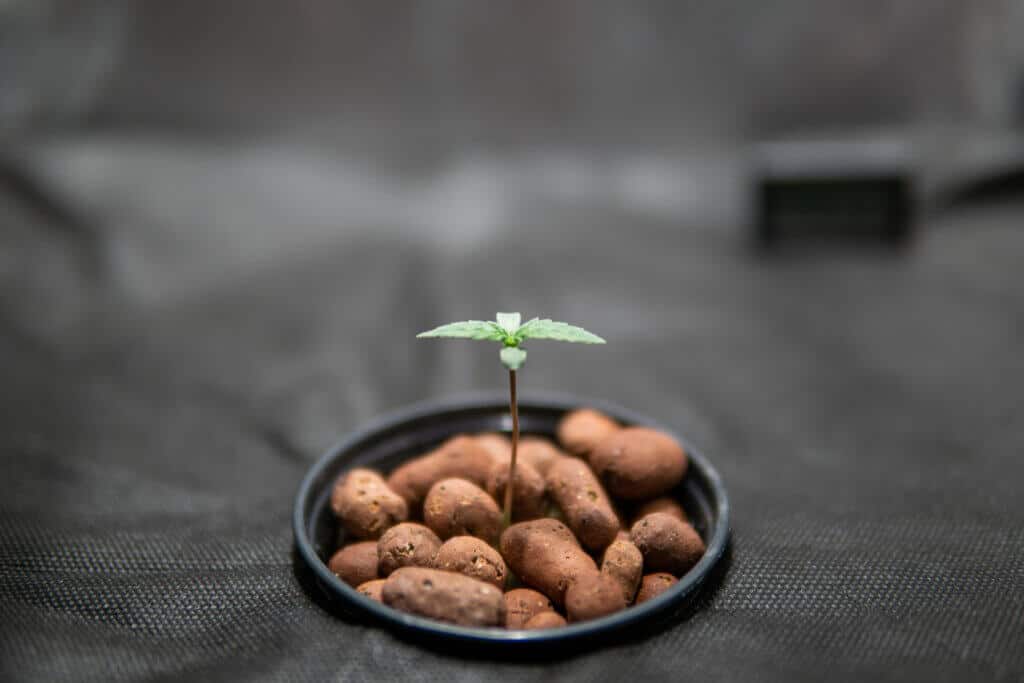 Seedling in a bubbleponics system