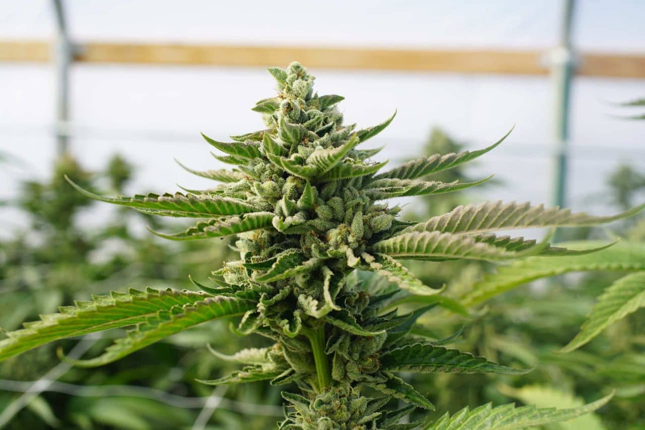 Cannabis strain flowering