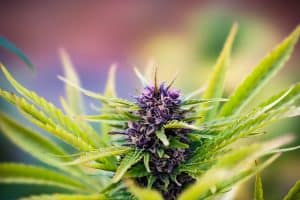 Beautiful purple Triploid Tetraploid Cannabis plant