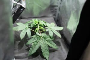 Vegetative weed in a grow cube