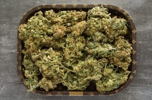 Cannabis plant yields