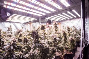 HPS lights in a cannabis grow room