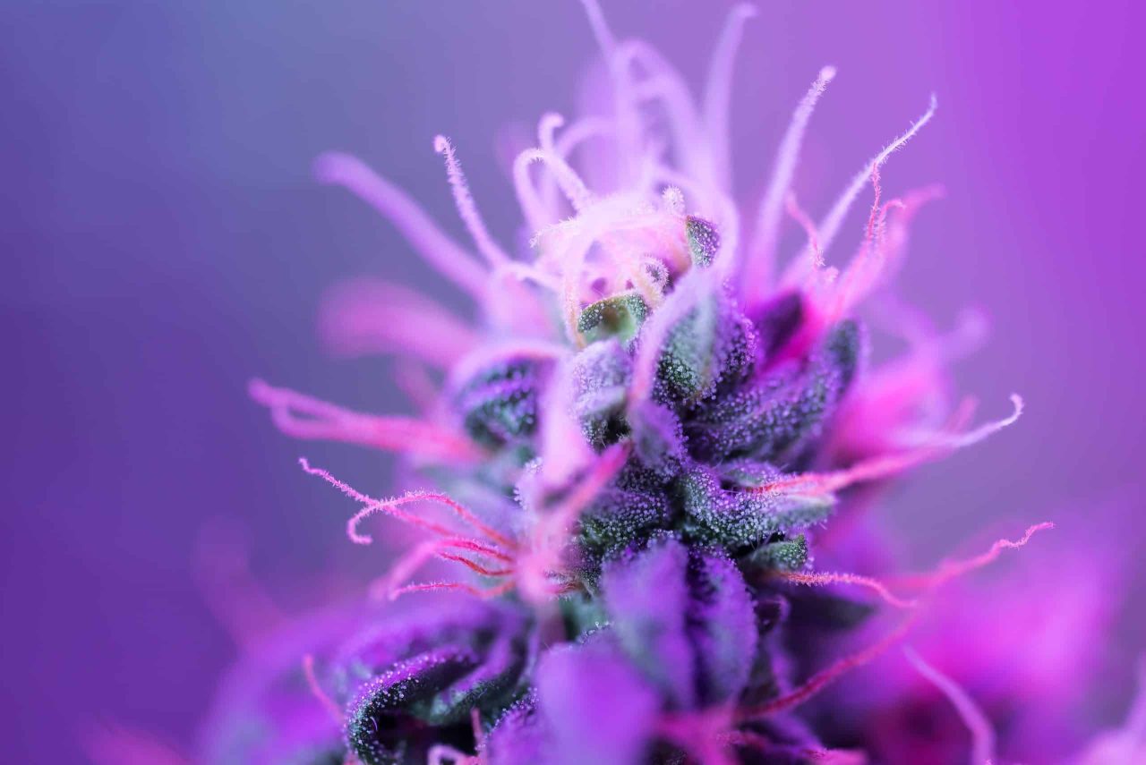 Purpleish red hairs on weed