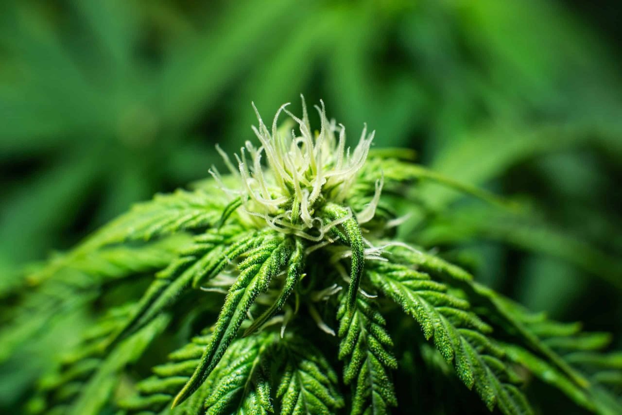 Pistils on cannabis - beautiful green flower