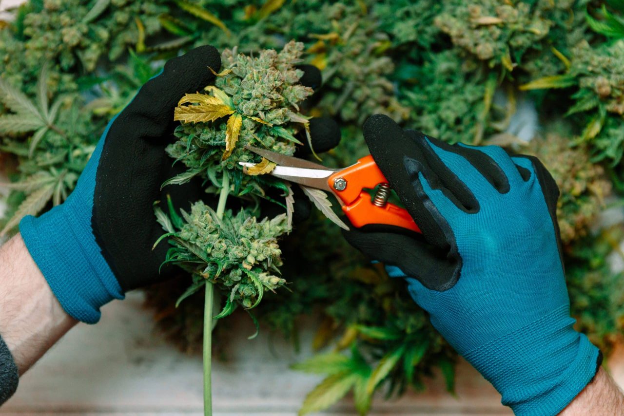 Cannabis pruning tools
