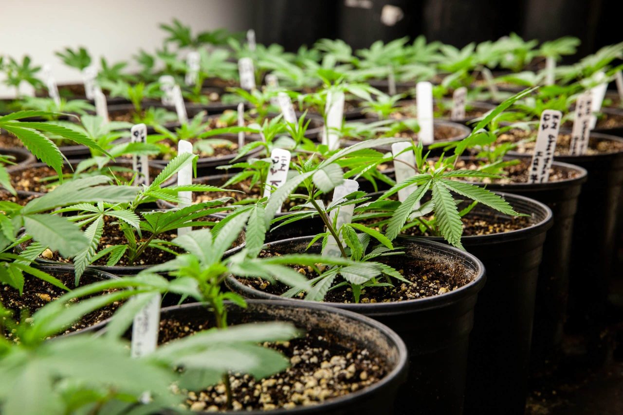 Cannabis seedlings in pots