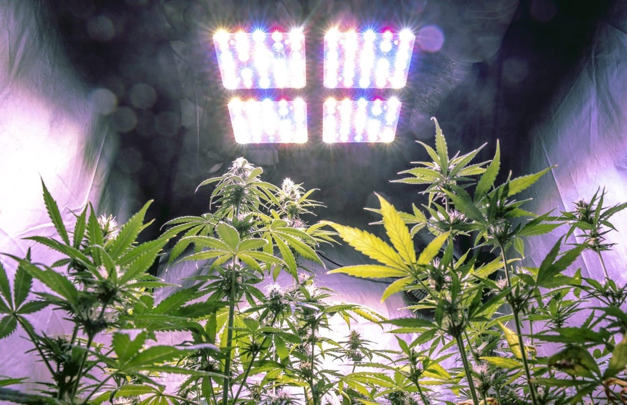 Cannabis LED grow lights