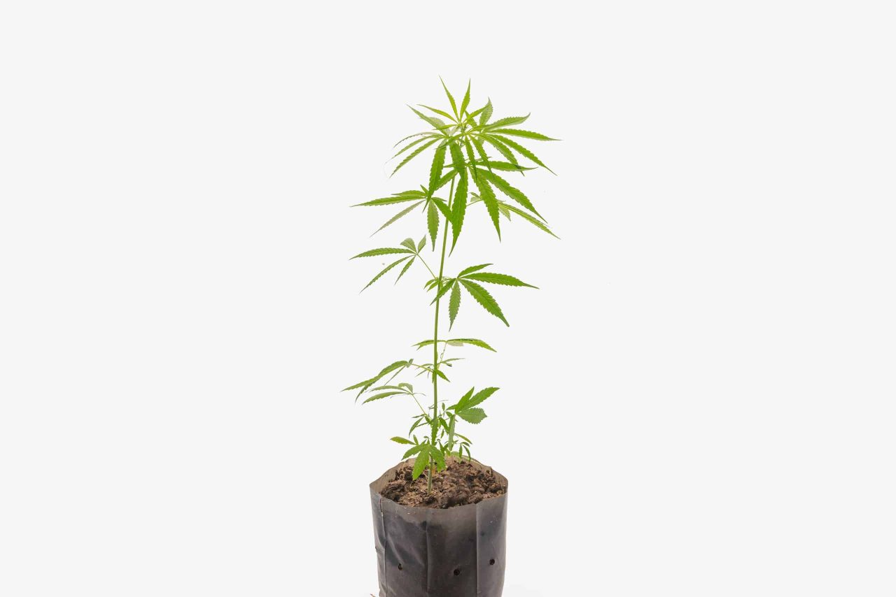 The vegetative stage of marijuana
