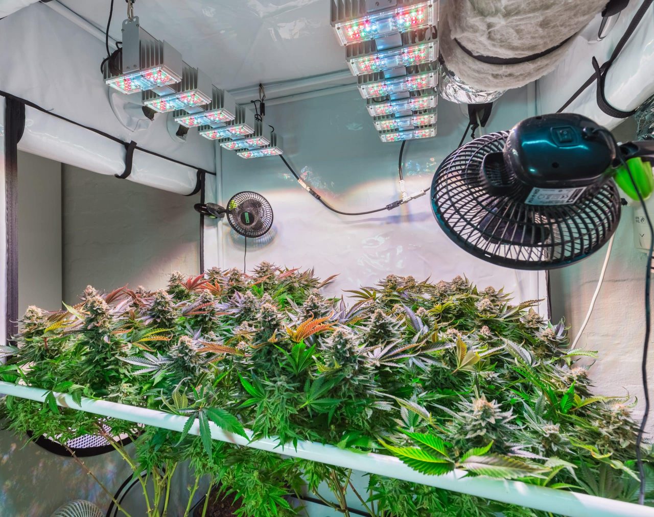 Cannabis grow space indoors