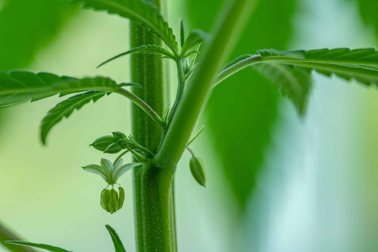 Male Pollen Sacks on Cannabis plant