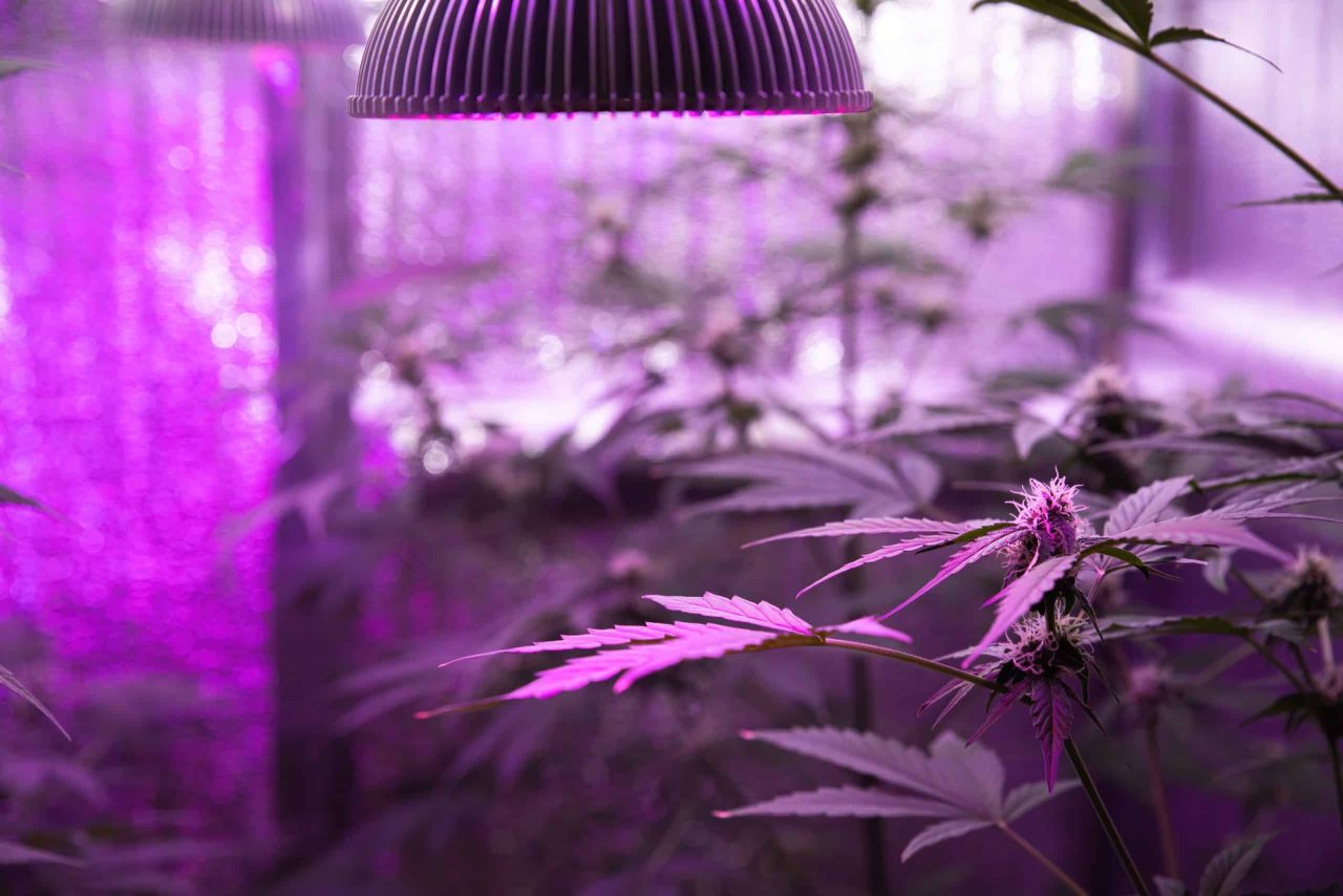 Cannabis plant under LED