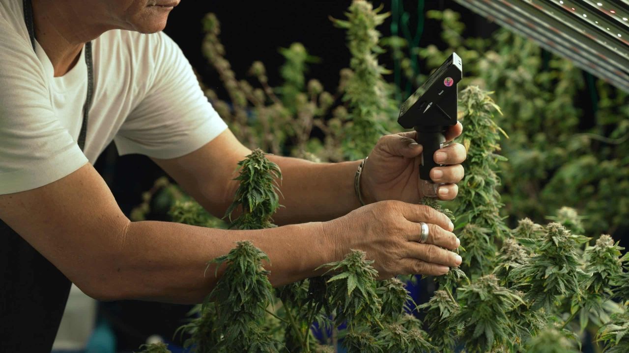 Cannabis farmer use microscope to analyze cannabis plants