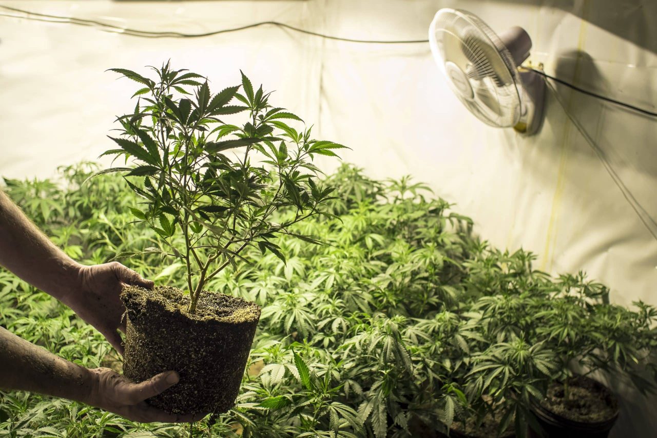Marijuana Plant in Soil Held in Front of Indoor Garden