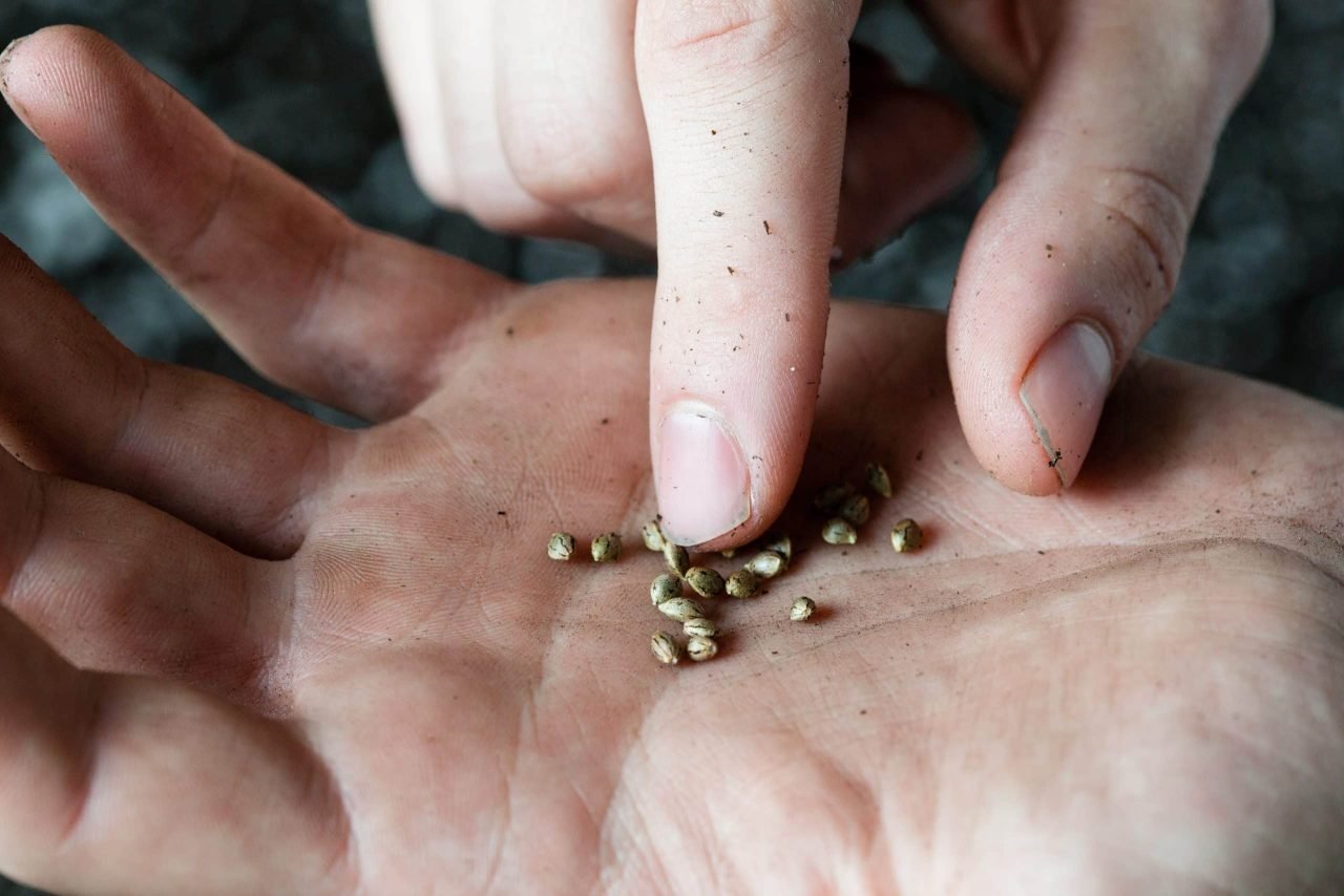 Weed seeds in hand
