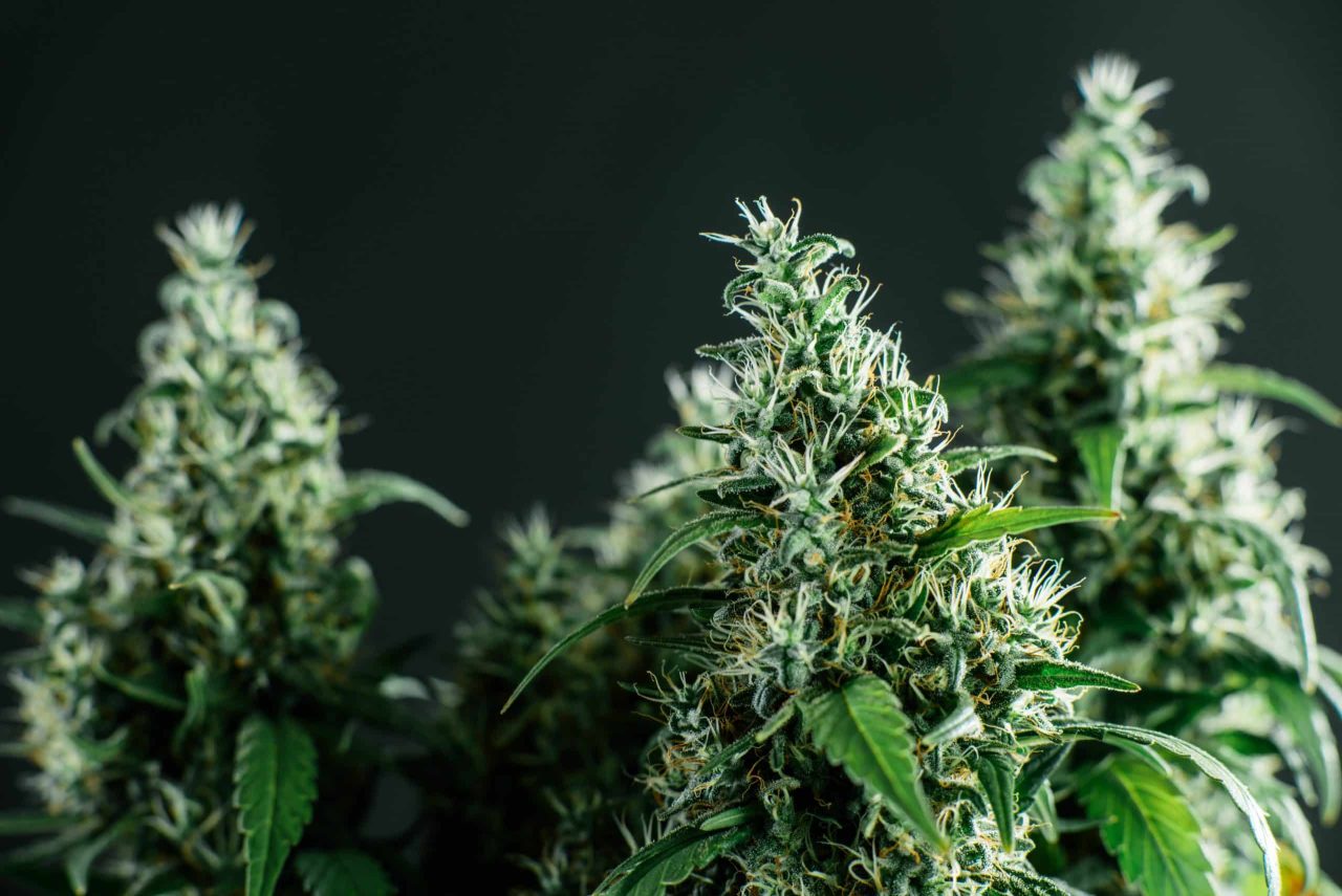 Choosing the right strain to harvest