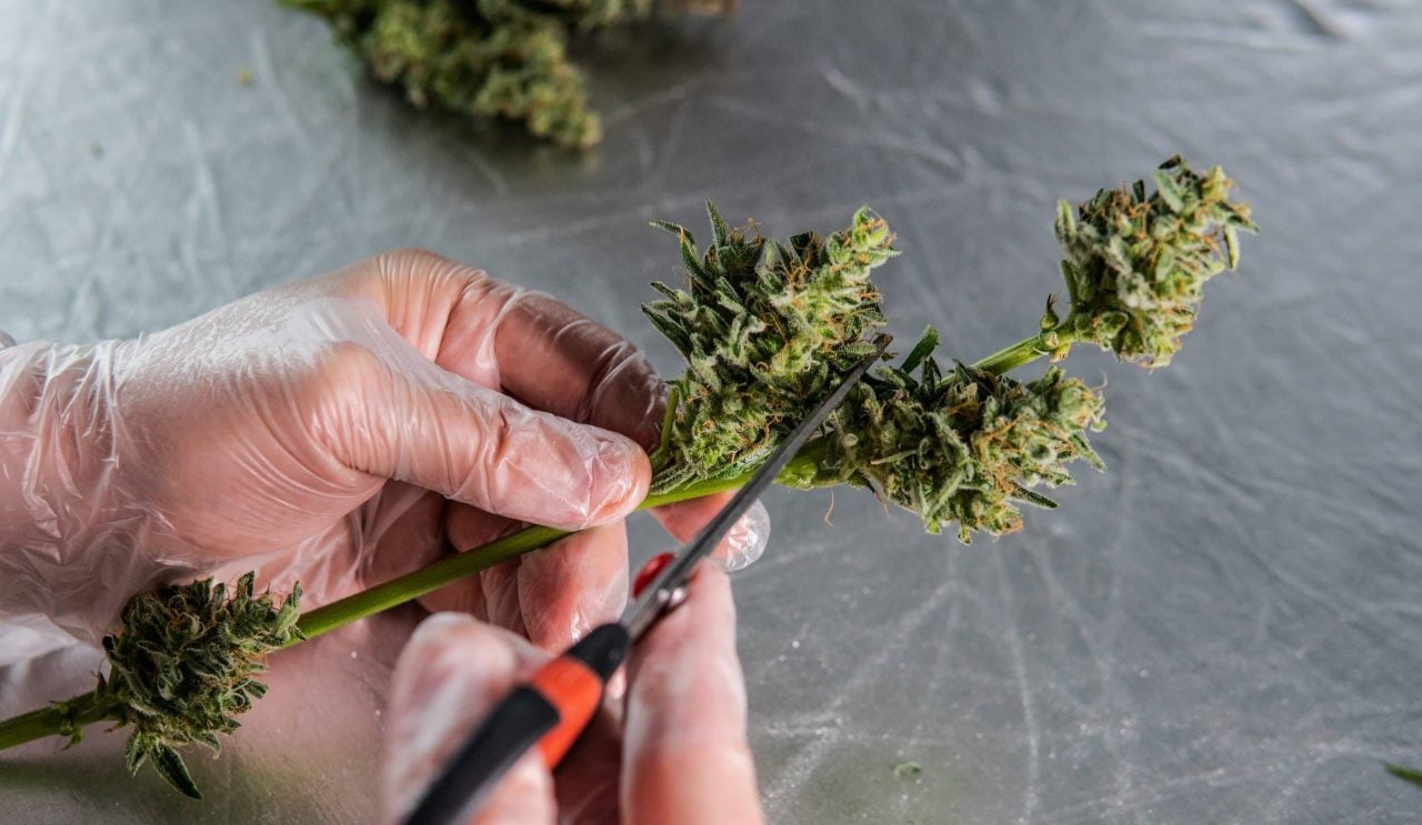 Trimming weed