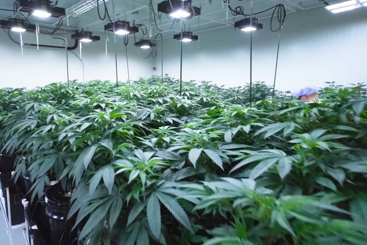 Cannabis hydro grow room packed with plants