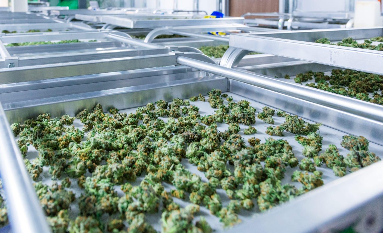 Cannabis harvesting quality