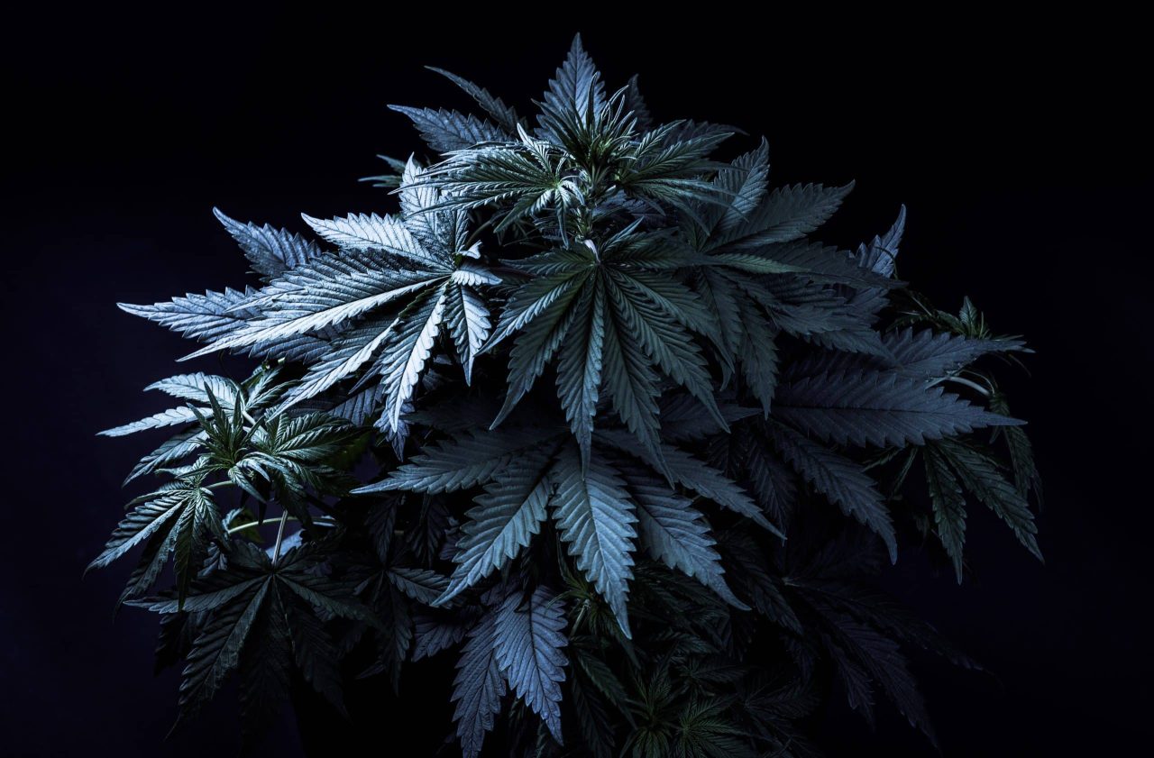 Cannabis plant in dark light
